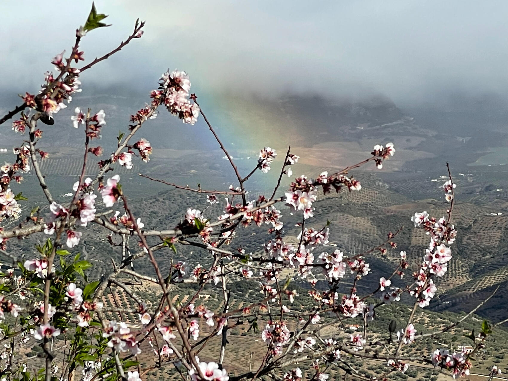Spain: View from Villa H, rainbow and almond trees.